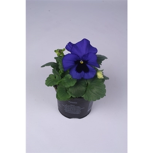 Viola x wittrockiana Delta F1 Blue with Blotch