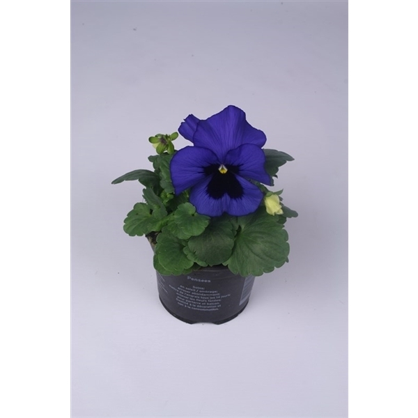 <h4>Viola x wittrockiana Delta F1 Blue with Blotch</h4>
