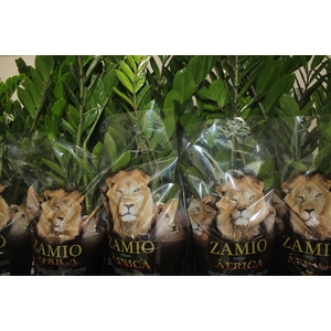 ZAMIOCULCAS P24