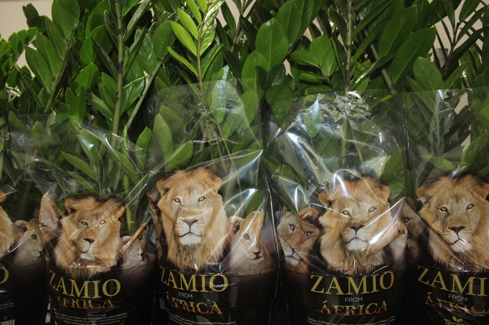 <h4>ZAMIOCULCAS P24</h4>