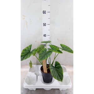 Alocasia   ...