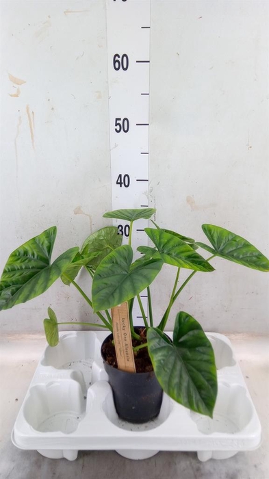 <h4>Alocasia   ...</h4>