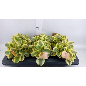 Peperomia obt. 'Obtipan Bicolor'