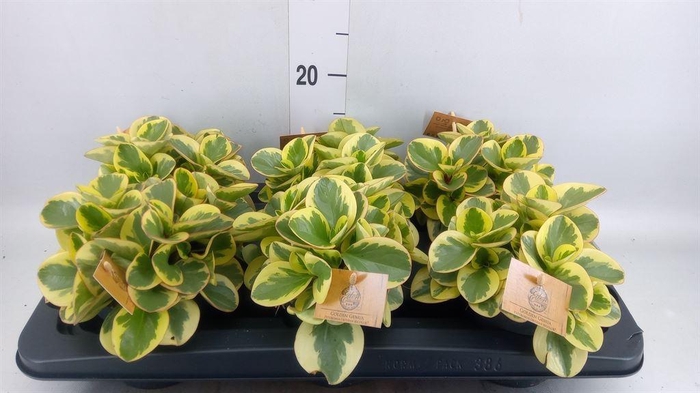 <h4>Peperomia obt. 'Obtipan Bicolor'</h4>