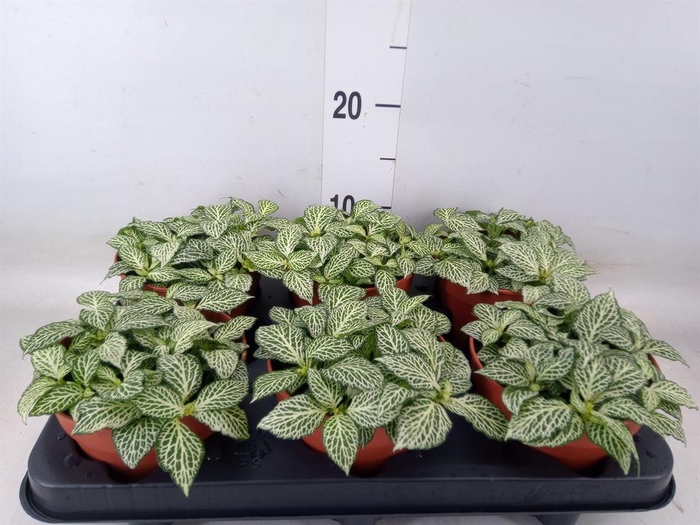 <h4>Fittonia   ...</h4>