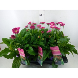 Gerbera  'Garvinea Classic Femmy'