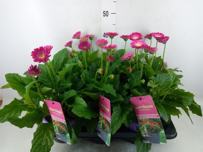 <h4>Gerbera  'Garvinea Classic Femmy'</h4>