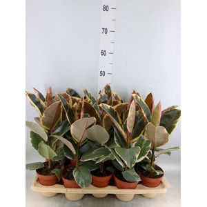 Ficus elastica 'Tineke'