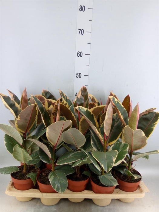<h4>Ficus elastica 'Tineke'</h4>
