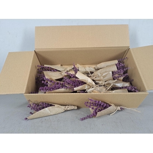 PF Lavendel Purple