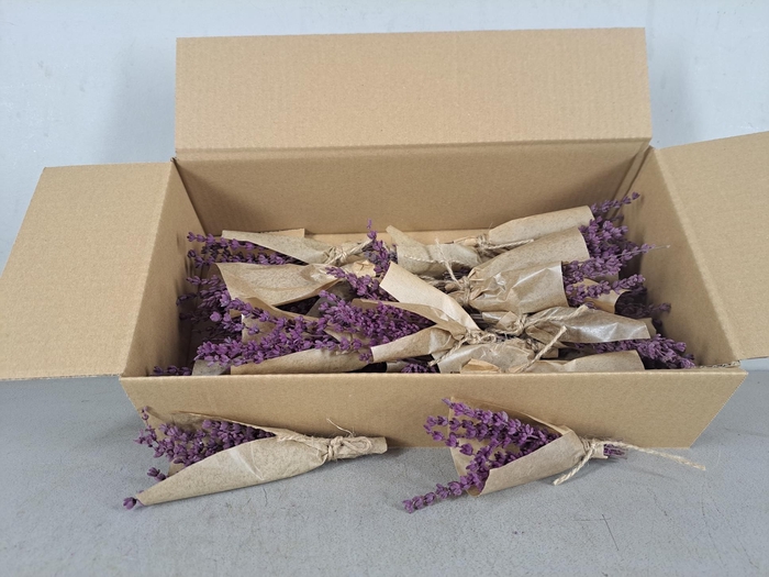 <h4>PF Lavendel Purple</h4>