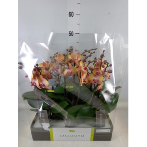 Phalaenopsis multi.   ...orange