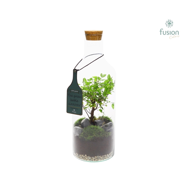 Green Bottle Fles Medium met Bonsai