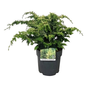 Chamaecyparis o. 'Fernspray Gold'