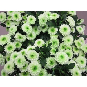 Chr T Daydream Sweet Groen