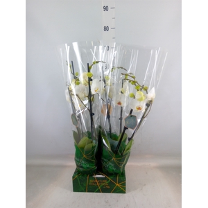 Phalaenopsis   ...white