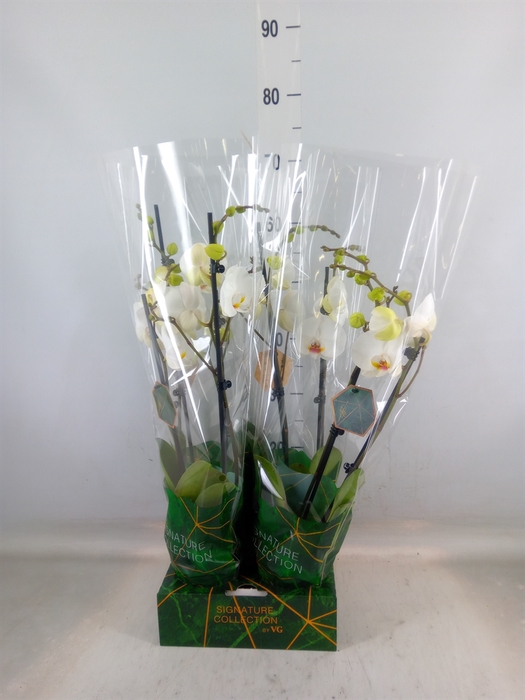 <h4>Phalaenopsis   ...white</h4>