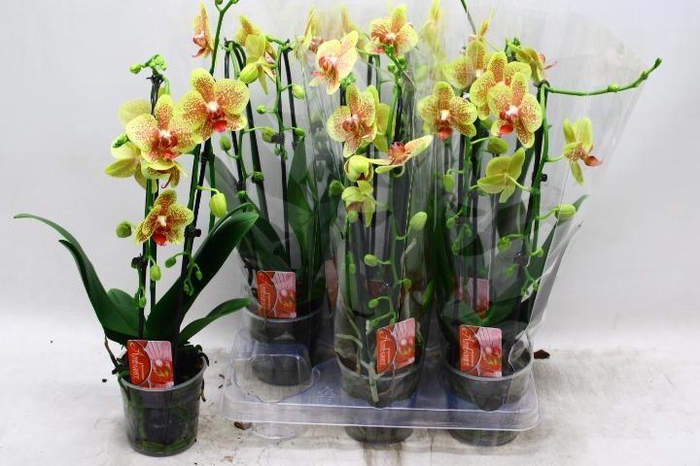 <h4>PHAL EL CASCADE</h4>