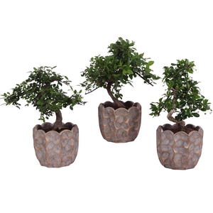 Bonsai Indoor Mix Ø12cm S-Shape in Ø 15cm Ceramic PL670