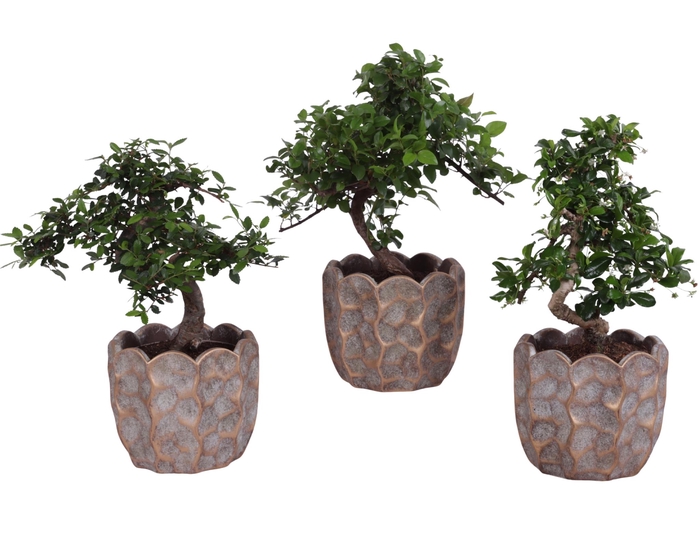 <h4>Bonsai Indoor Mix Ø12cm S-Shape in Ø 15cm Ceramic PL670</h4>