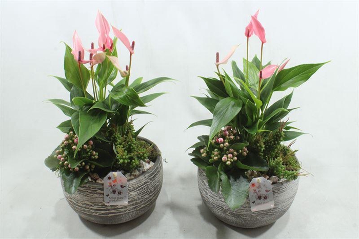 <h4>AE51 ANTH PINK DAKOTA SMALL</h4>