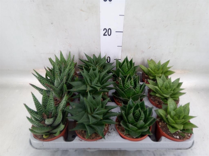 <h4>Aloe   ...mix</h4>