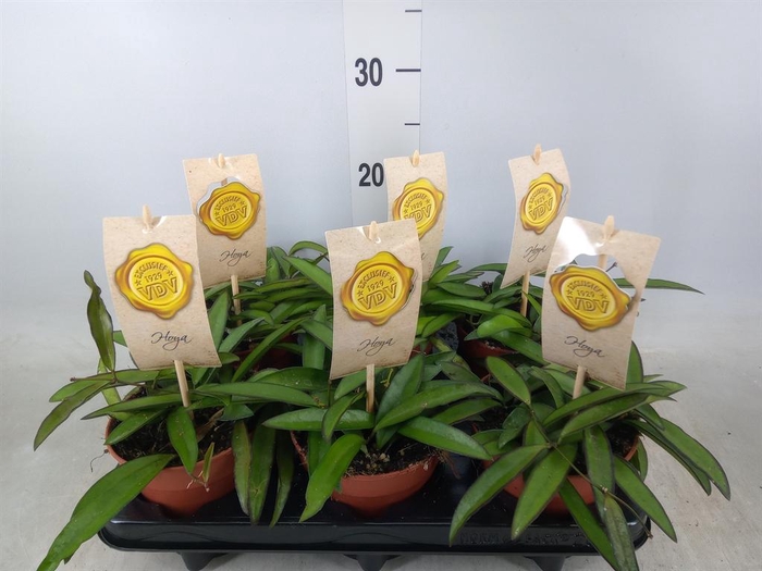 <h4>Hoya wayetii</h4>