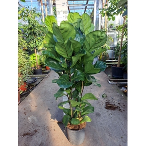 Ficus lyrata