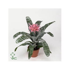 Aechmea Fasciata Primera 15Ø 60cm XL