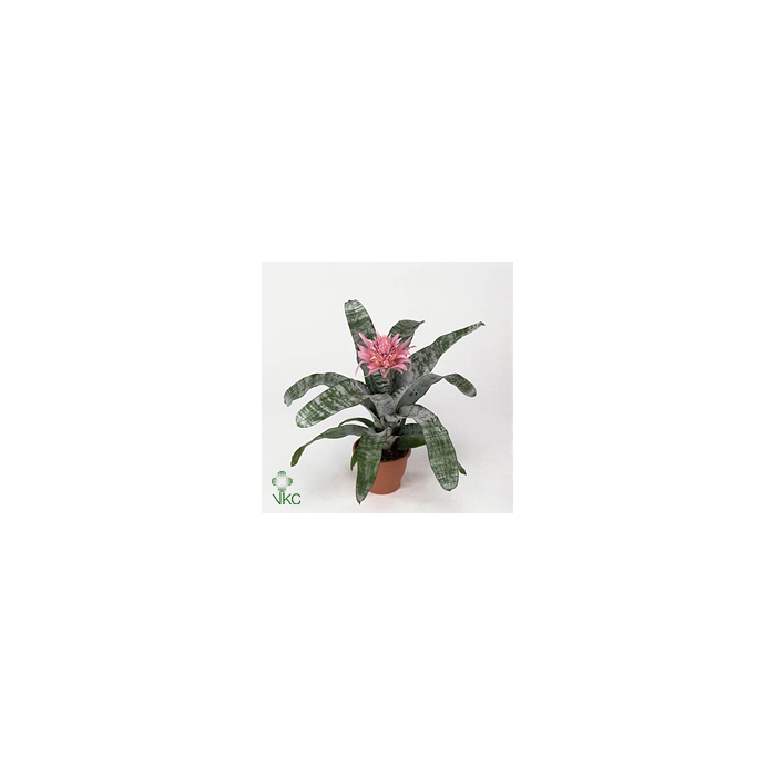 <h4>Aechmea Fasciata Primera 15Ø 60cm XL</h4>