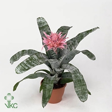 Aechmea Fasciata Primera 15Ø 60cm XL