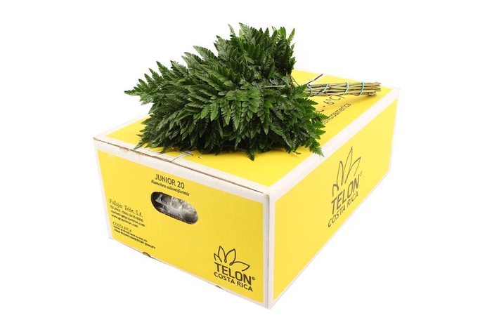 <h4>Lederv. Small Telon</h4>