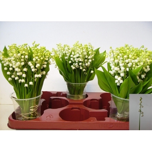 CONVALLARIA P ST