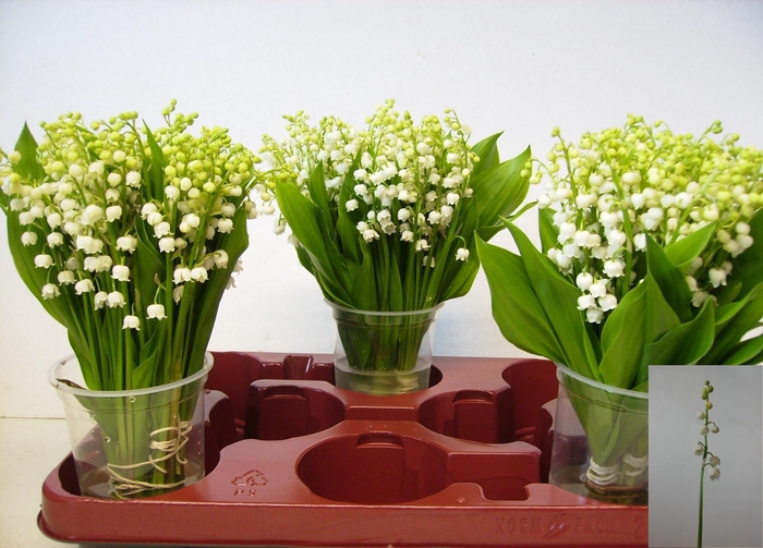 <h4>CONVALLARIA P ST</h4>