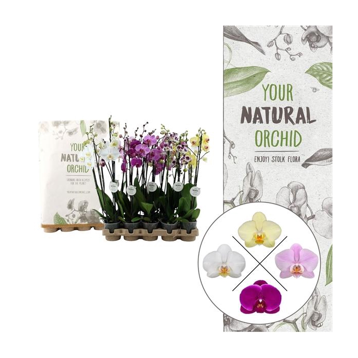 <h4>Your Natural Orchid | Eco Mix 65cm | Phalaenopsis 3 spike</h4>