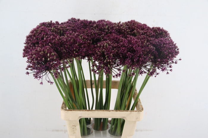 <h4>ALLIUM  MIAMI</h4>