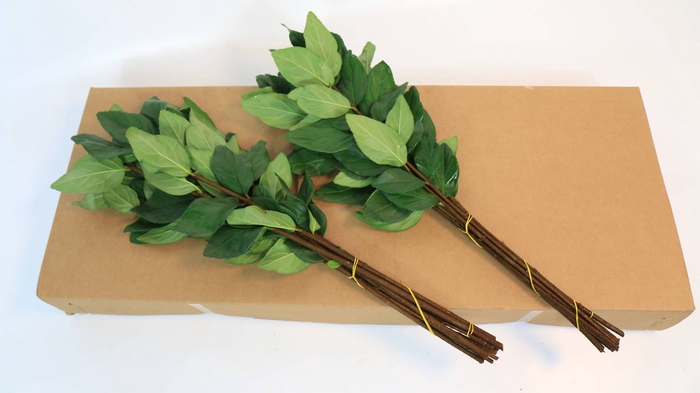 Viburnum