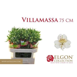 ALSTR VILLA MASSA