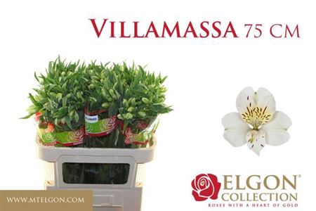 ALSTR VILLA MASSA