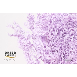 Dried Bleached Ruscus Milka