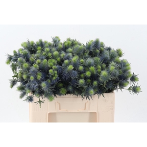 Eryn Supernova Qstar