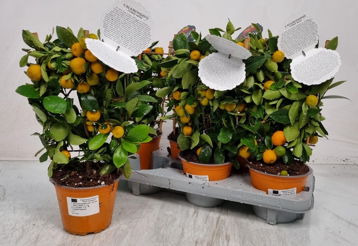 <h4>CITR MICROCARPA</h4>