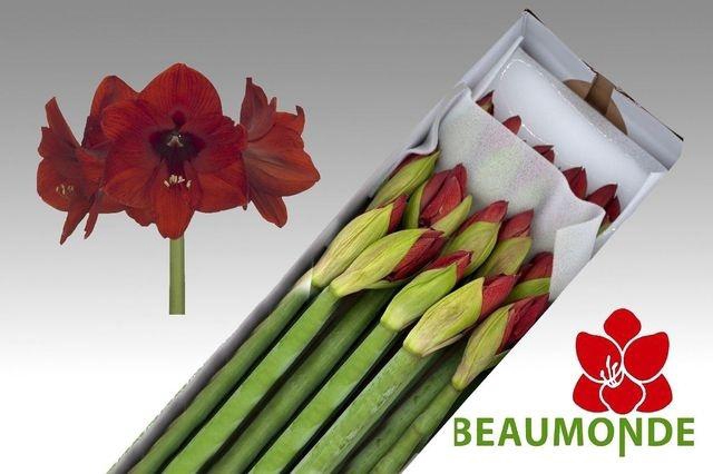 <h4>HIPP GA RED LION</h4>