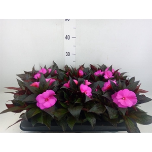 Impatiens NG 'Tamarinda Purple'
