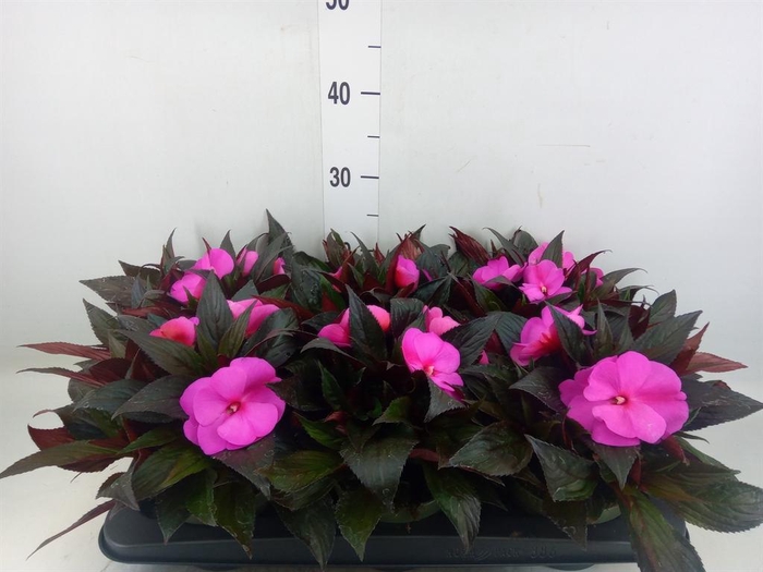 <h4>Impatiens NG 'Tamarinda Purple'</h4>