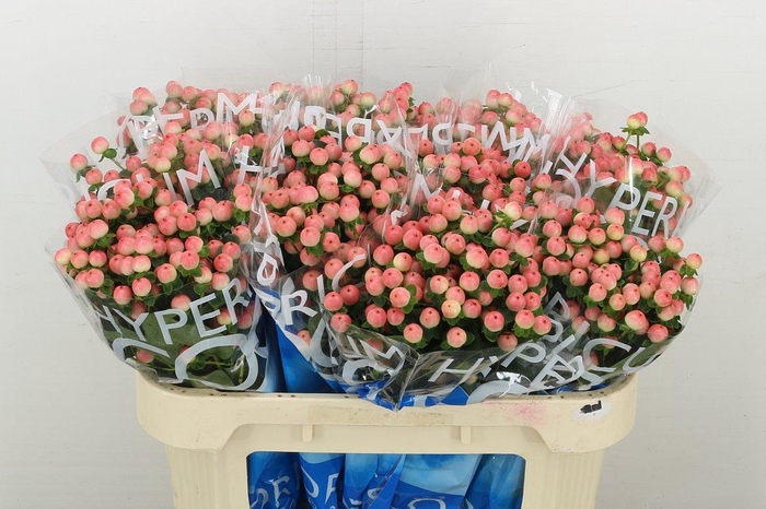 <h4>Hyp Coco Tiamo</h4>