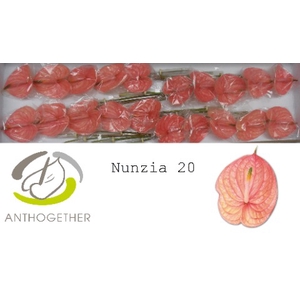 ANTH A NUNZIA 20