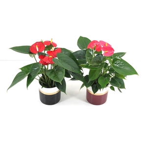 Anthurium Flamingomix 9cm met keramieken potje