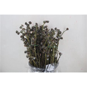 EUCA BOULE ANTIK P BUNCH*