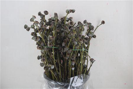 <h4>EUCA BOULE ANTIK P BUNCH*</h4>